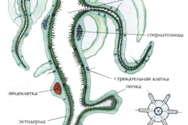 Ссылка на кракена для тора