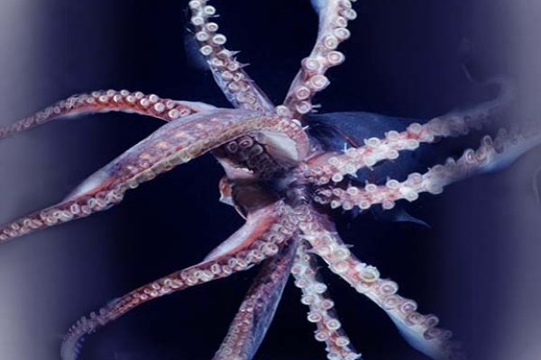 Замена hydra