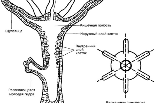 Зеркало кракен дарк