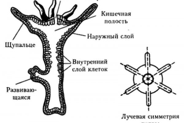 Kra38cc