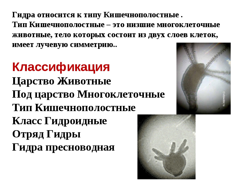 Гидра зайти кракен